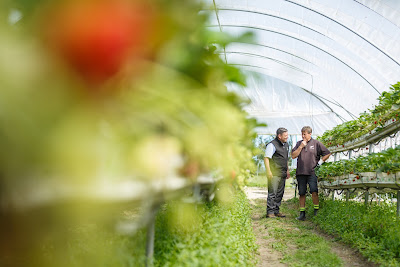Photo from Old Berry Farm, Martangi, Hamilton, New Zealand. Taken: Monday, 20 November 2017. Photo: Mike Walen / KeyImagery Photography. Copyright: © MG Marketing.