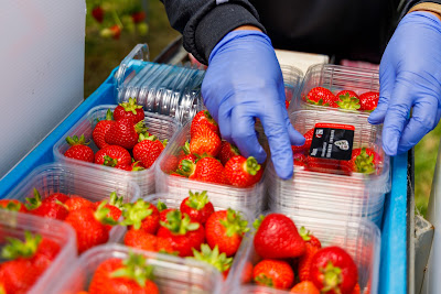 Photo from Kaipaki Berries, Mystery Creek, Hamilton, New Zealand. Taken: Tuesday, 15 December 2018. Photography: Mike Walen / KeyImagery Photography for Barker Photography. Copyright: © MG Marketing.