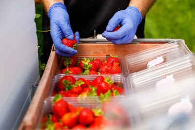 Photo from Kaipaki Berries, Mystery Creek, Hamilton, New Zealand. Taken: Tuesday, 15 December 2018. Photography: Mike Walen / KeyImagery Photography for Barker Photography. Copyright: © MG Marketing.