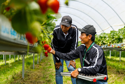 Photo from Kaipaki Berries, Mystery Creek, Hamilton, New Zealand. Taken: Tuesday, 15 December 2018. Photography: Mike Walen / KeyImagery Photography for Barker Photography. Copyright: © MG Marketing.