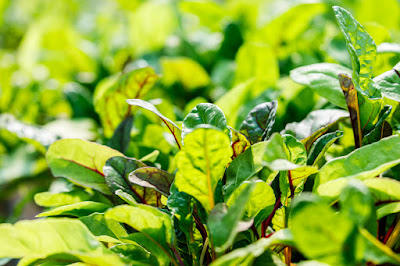 Photo for Earth Stewards, urban certified organic market garden, based in Hamilton, New Zealand. Taken: Saturday, 11 January 2020. Photography: Mike Walen / KeyImagery Photography. Copyright: © KeyImagery Photography.