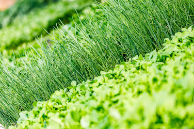 Photo for Earth Stewards, urban certified organic market garden, based in Hamilton, New Zealand. Taken: Saturday, 11 January 2020. Photography: Mike Walen / KeyImagery Photography. Copyright: © KeyImagery Photography.