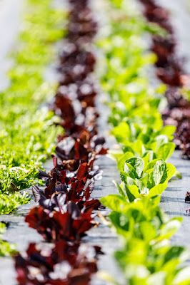 Photo for Earth Stewards, urban certified organic market garden, based in Hamilton, New Zealand. Taken: Saturday, 11 January 2020. Photography: Mike Walen / KeyImagery Photography. Copyright: © KeyImagery Photography.