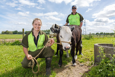 Photo from the DairyNZ Calf-rearering Competition Weigh-in held at Lye Farm, Hamilton, New Zealand. Taken: Thursday 3 November 2016.  Photo: Mike Walen / KeyImagery Photography. Copyright: © IHC