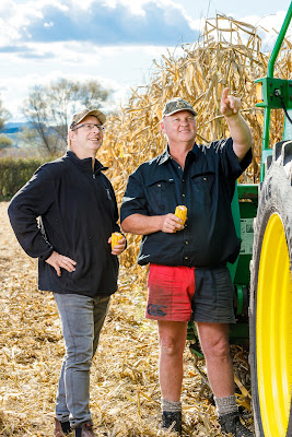 Photo from the MaizeGrain Catalogue photoshoot for Pioneer®. Featuring farmer, Kevin Wing and Pioneer Rep Brent Bishop at the Wing Farm, Morrinsville, Waikato. Taken: 20 May 2020. Photo: Mike Walen / KeyImagery Photography for Barker Photography. © Genetic Technologies Ltd.