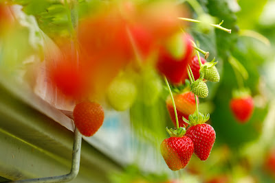 Photo from Kaipaki Berries, Mystery Creek, Hamilton, New Zealand. Taken: Tuesday, 15 December 2018. Photography: Mike Walen / KeyImagery Photography for Barker Photography. Copyright: © MG Marketing.